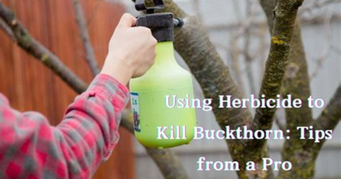 Will Vinegar Kill Buckthorn?