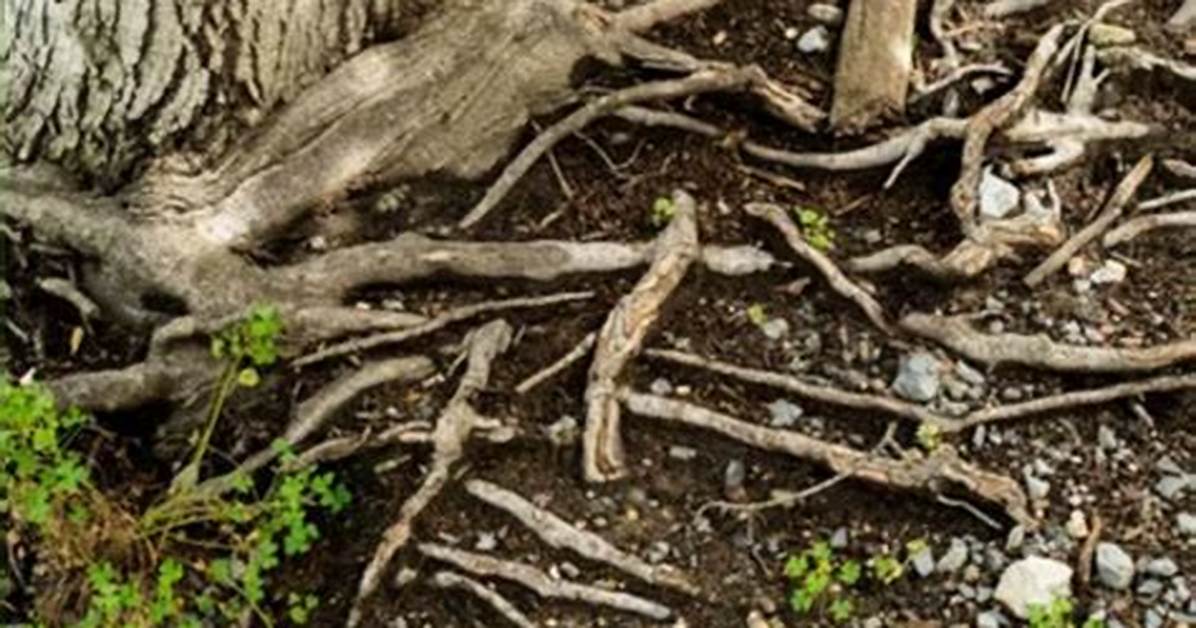 Will Vinegar Kill Tree Saplings