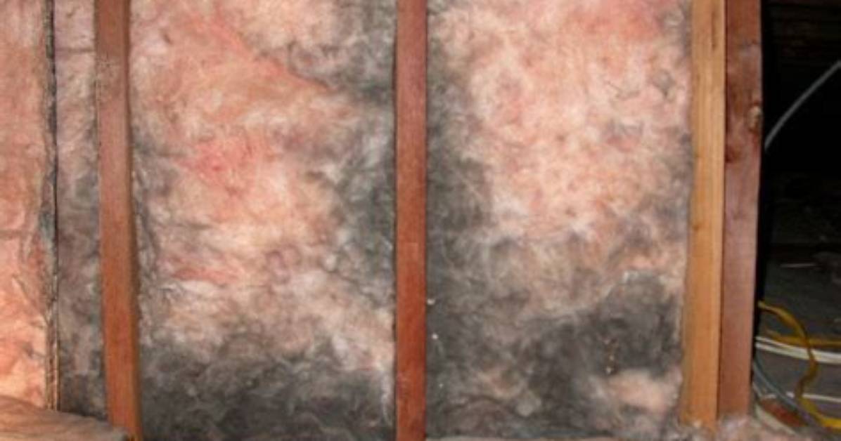 Will Wet Insulation Mold