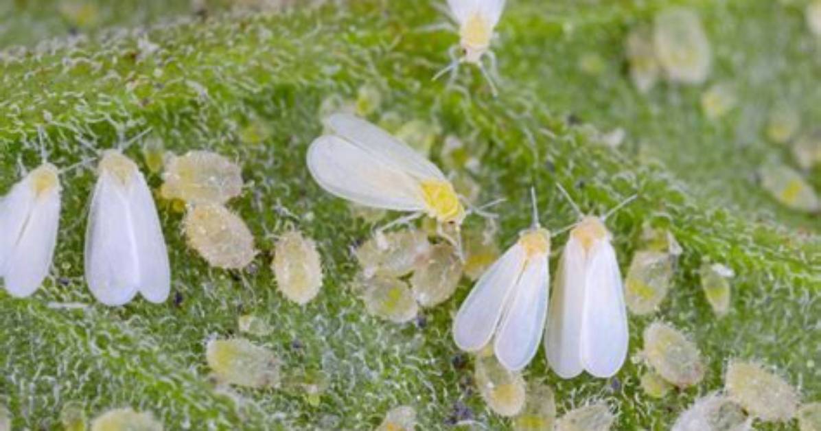 Will Whitefly Kill My Plants?