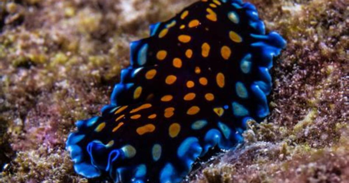 Will Wrasses Eat Flatworms?