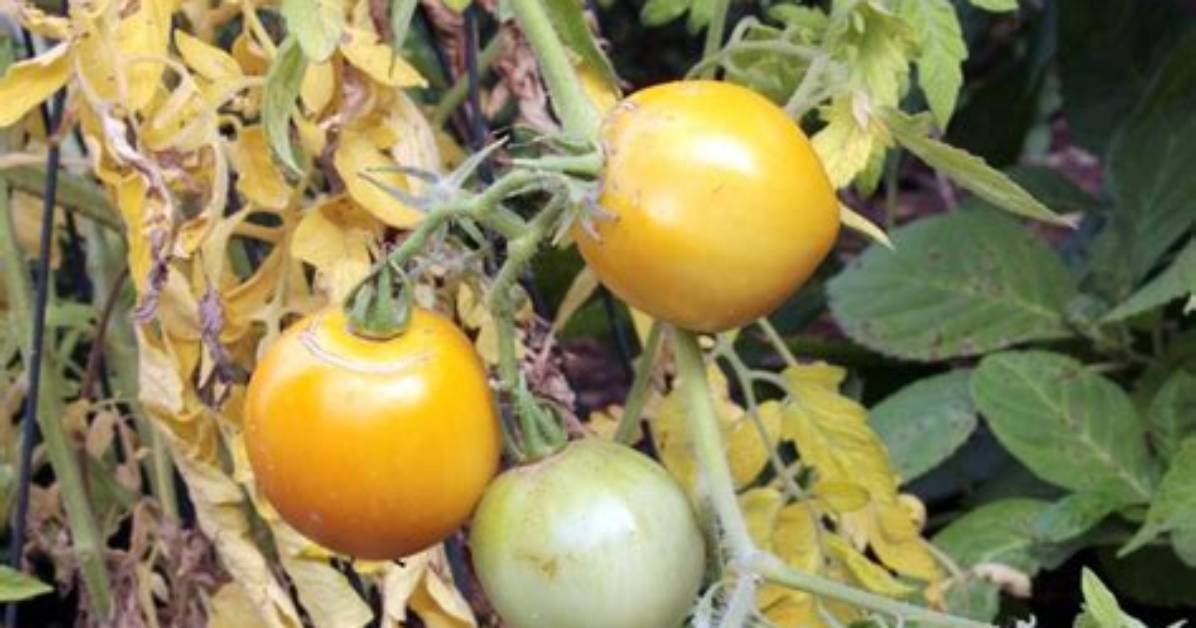 Will Yellow Tomatoes Turn Red?