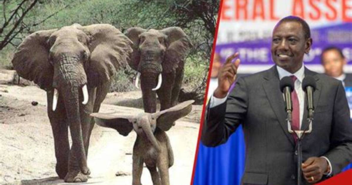 William Ruto Says Kenyans Killed by Elephants to Get Ksh 5M: “Tumebadilisha Sheria”