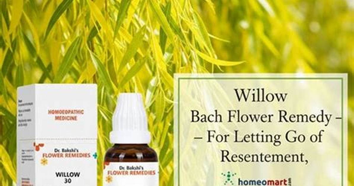 Willow Bach Flower Remedy to Overcome Bitterness & Envy State of Mind