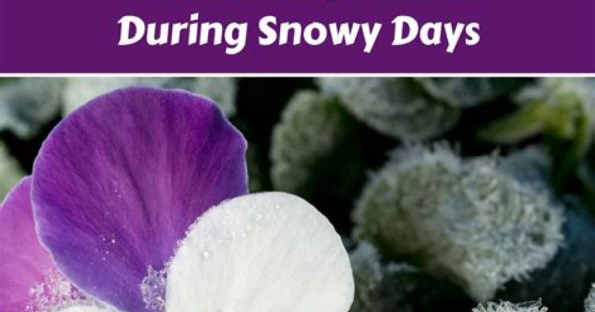 Winter Pansies - Best Time to Plant, Gardening Tips and More
