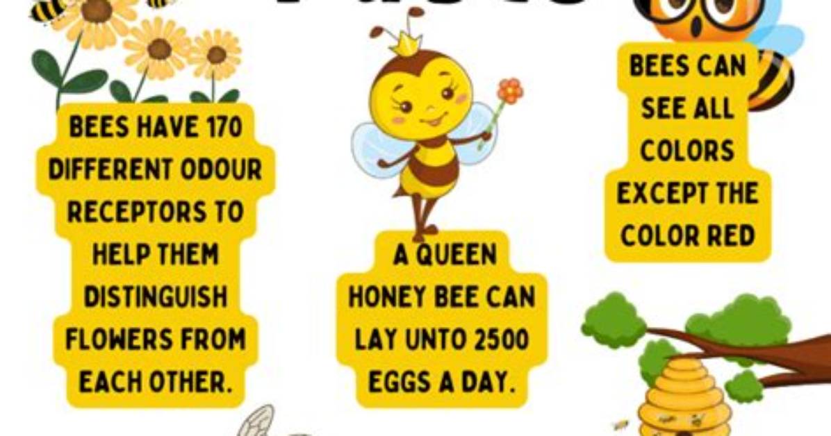 World Bee Day | Bee Facts