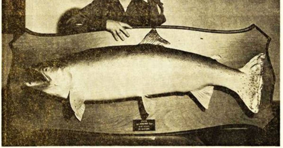 World Record Steelhead