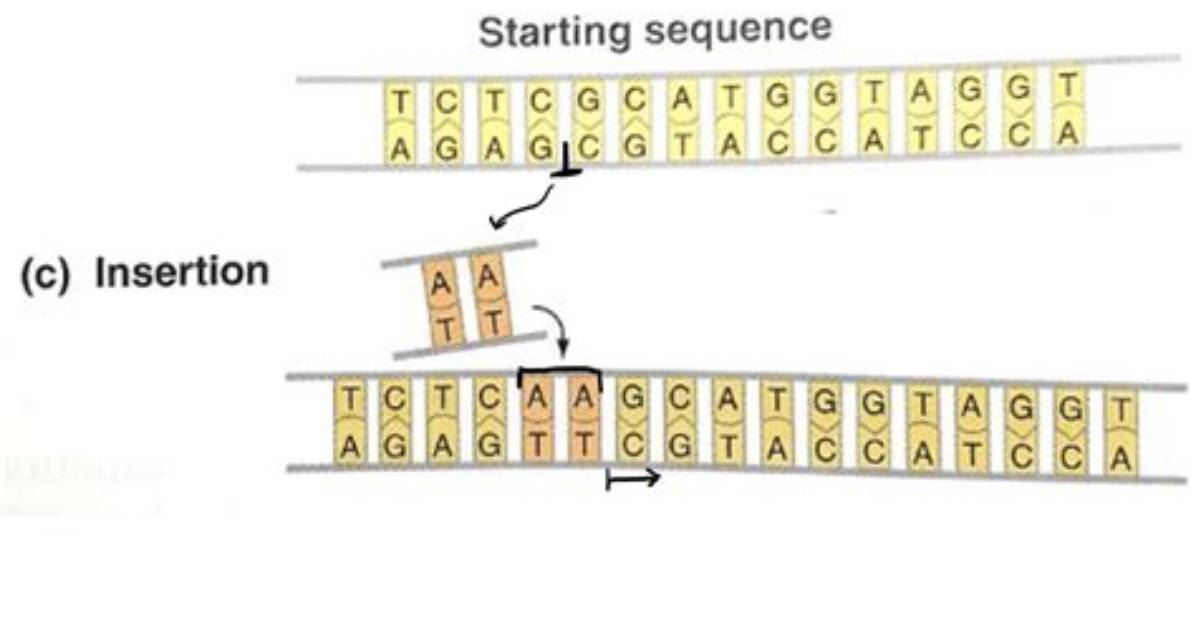 Would a 3 Nucleotide Insertion Result in a Frameshift?
