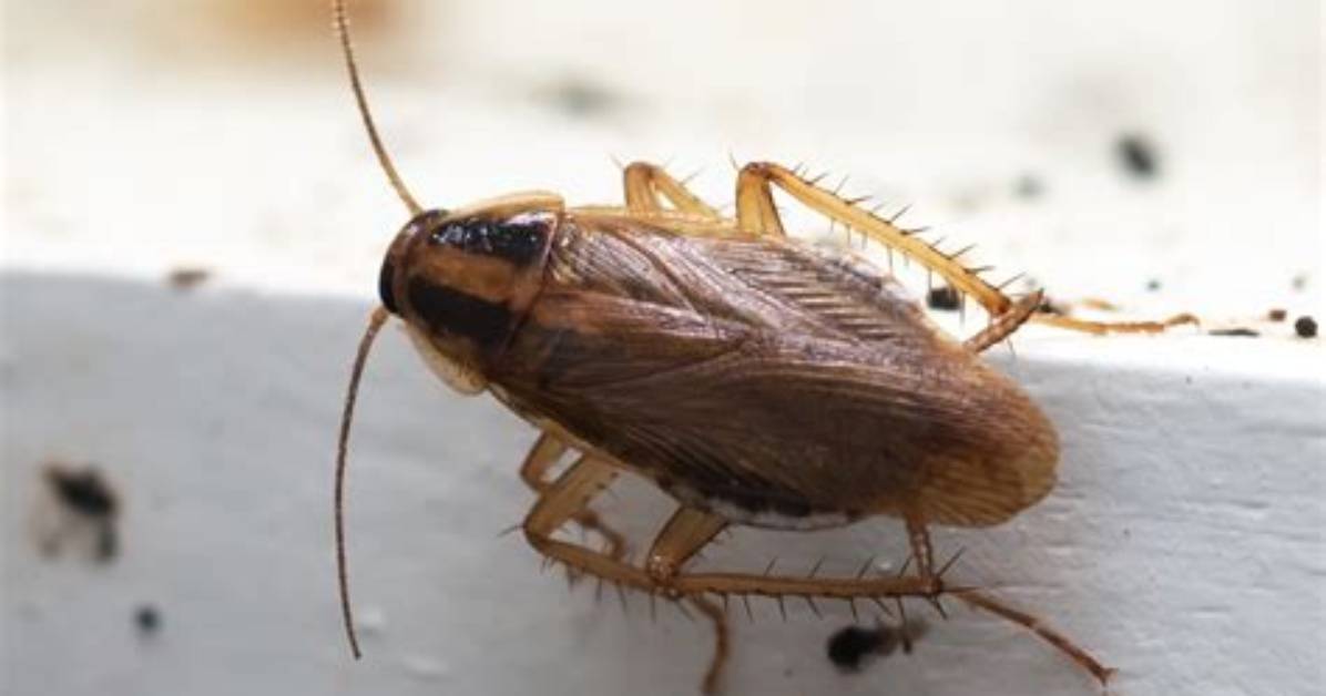 Would a Cockroach Really Be Able to Survive a Nuclear War?