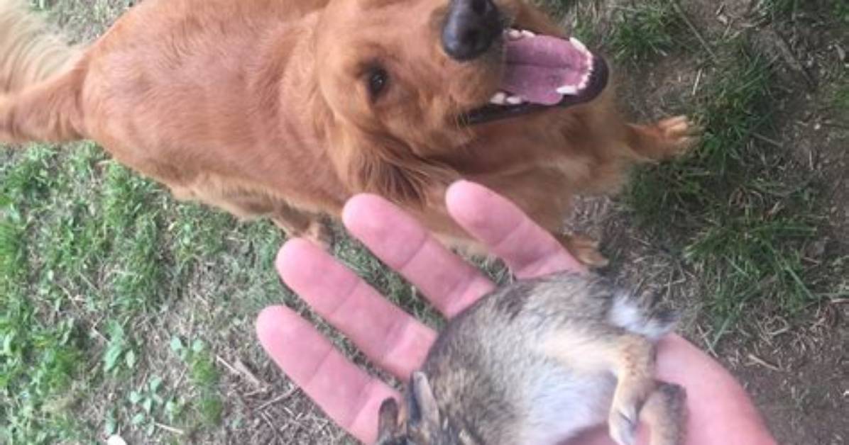 Would a Dog Kill a Rabbit?