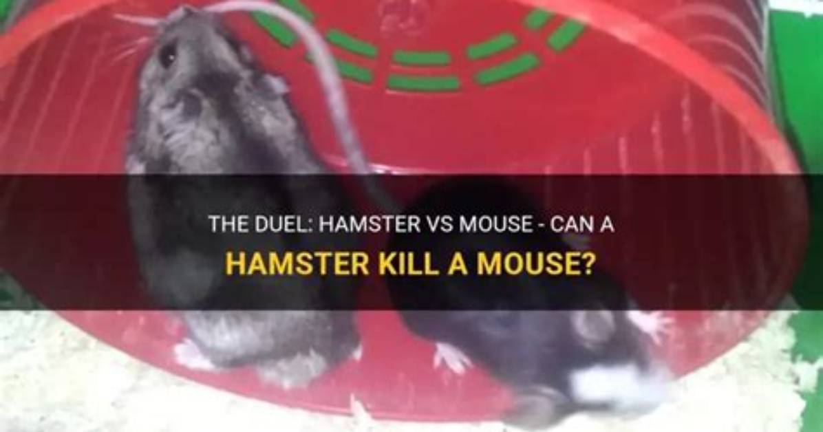 Would a Hamster Kill a Mouse