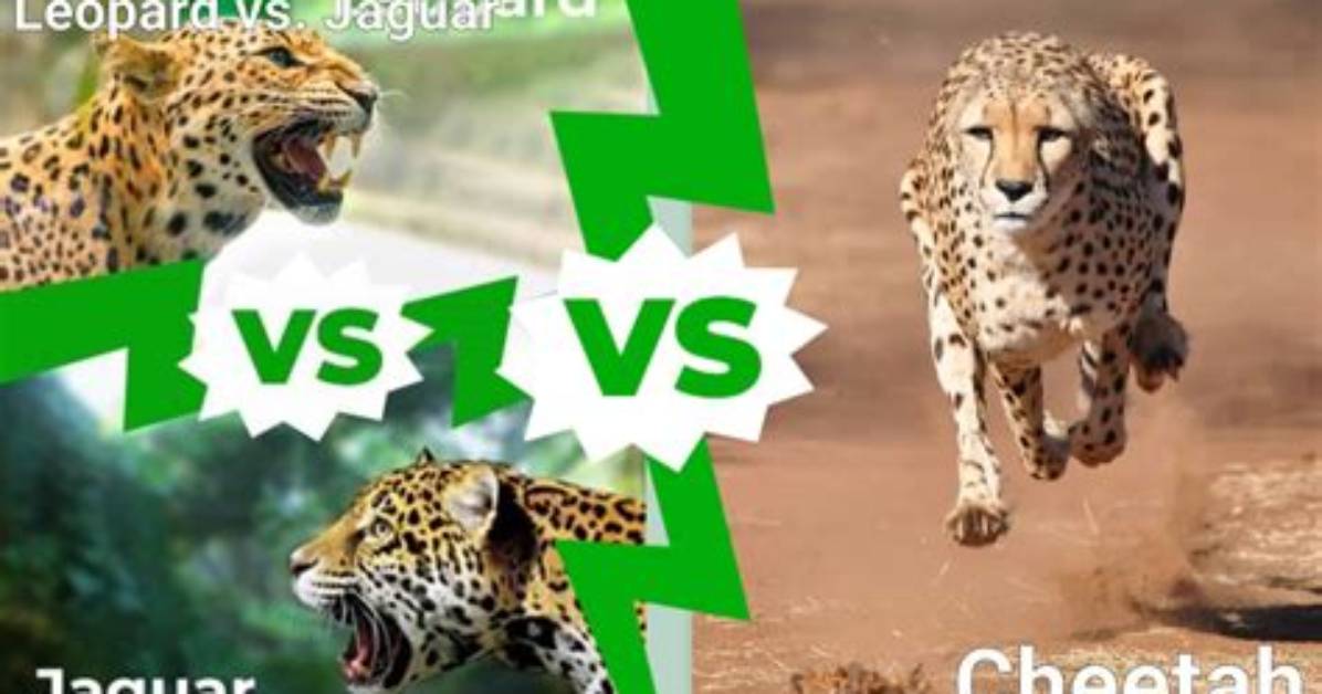 Would a Leopard Kill a Cheetah?