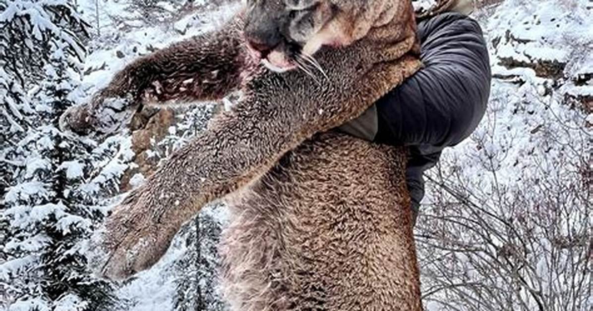 Would a Mountain Lion Kill a Cat?