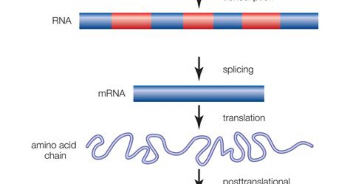 Would a Mutation in an Intron Affect Gene Expression?