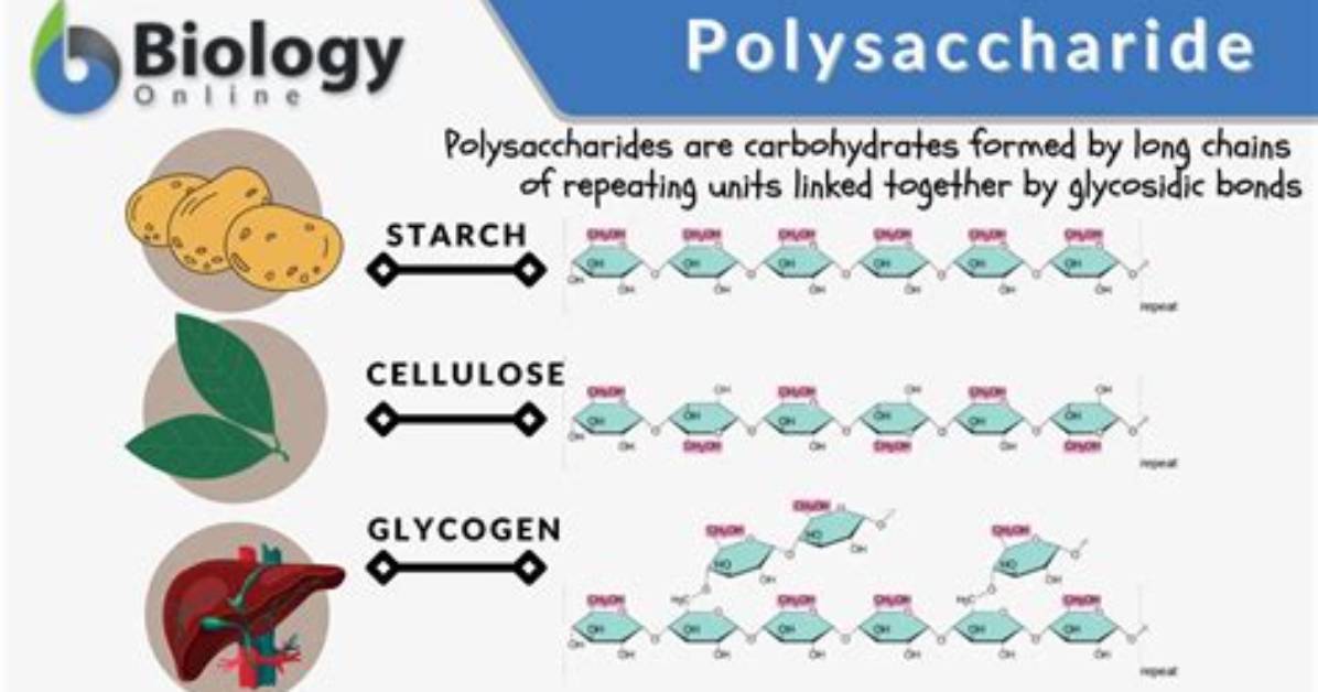 Would a Polysaccharide Be Considered a Polymer?