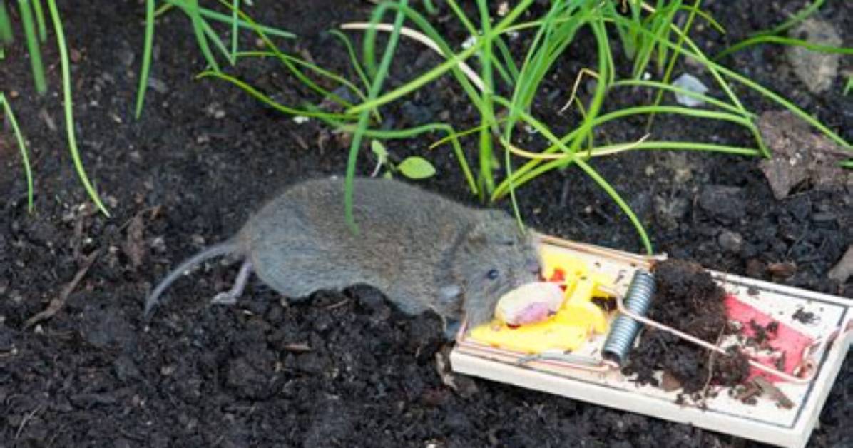 Would a Rat Set off a Mouse Trap?