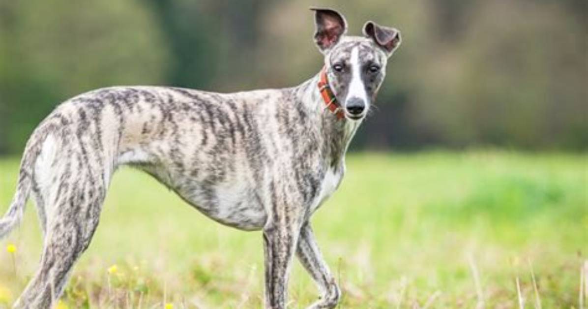 Would a Whippet Kill a Small Dog?