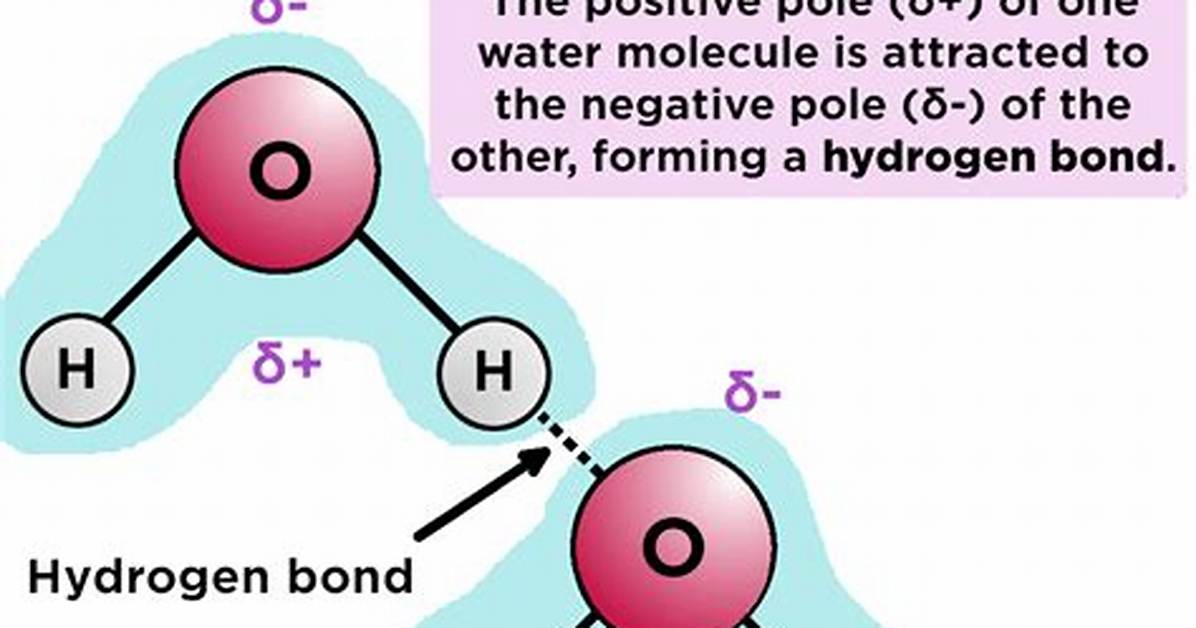 Would Be Expected to Form Hydrogen Bonds with Water?