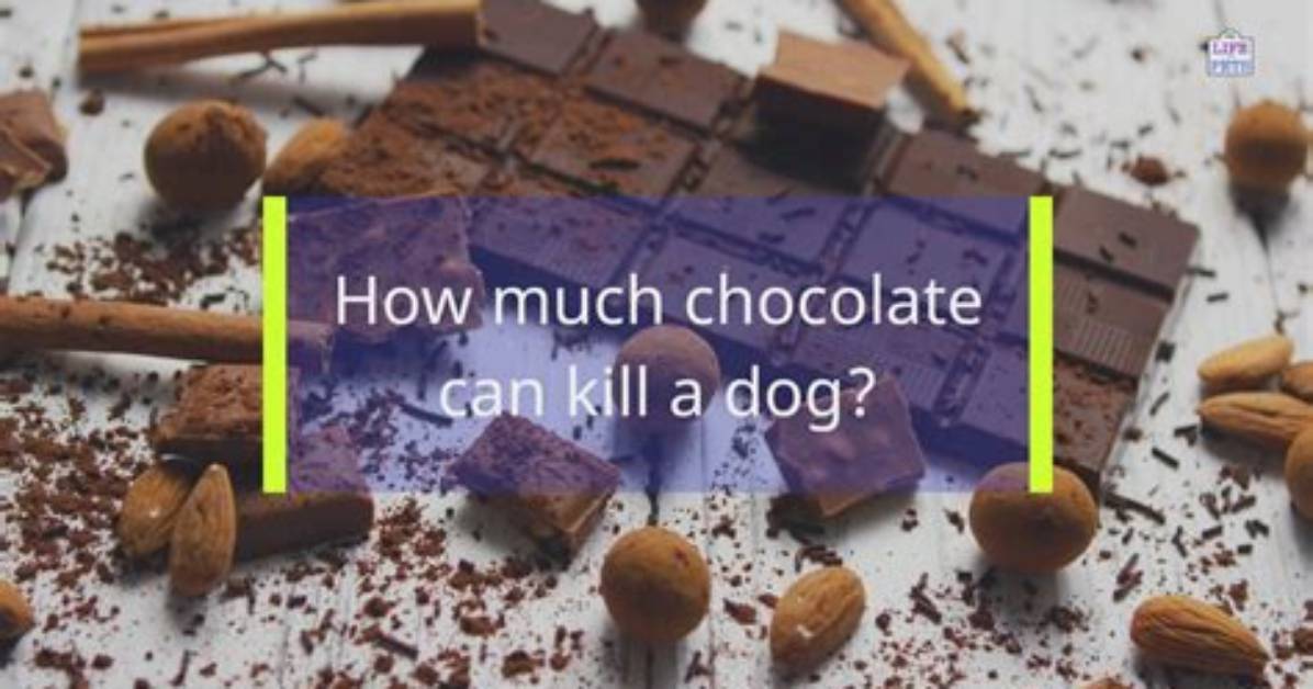 Would Chocolate Kill a Dog?