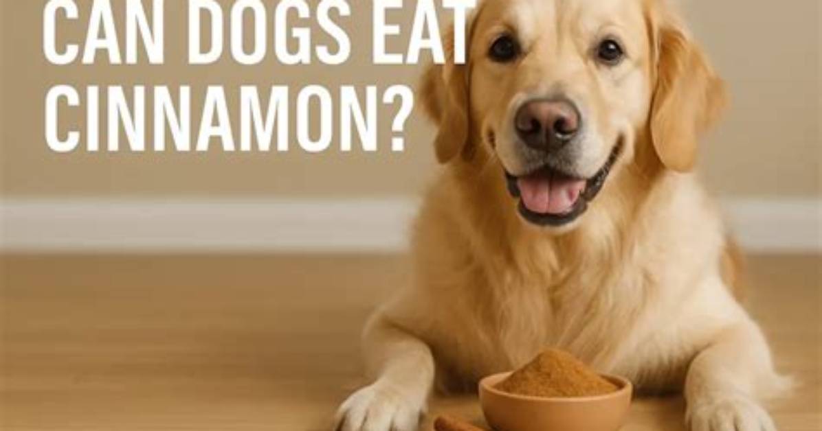 Would Cinnamon Harm a Dog?