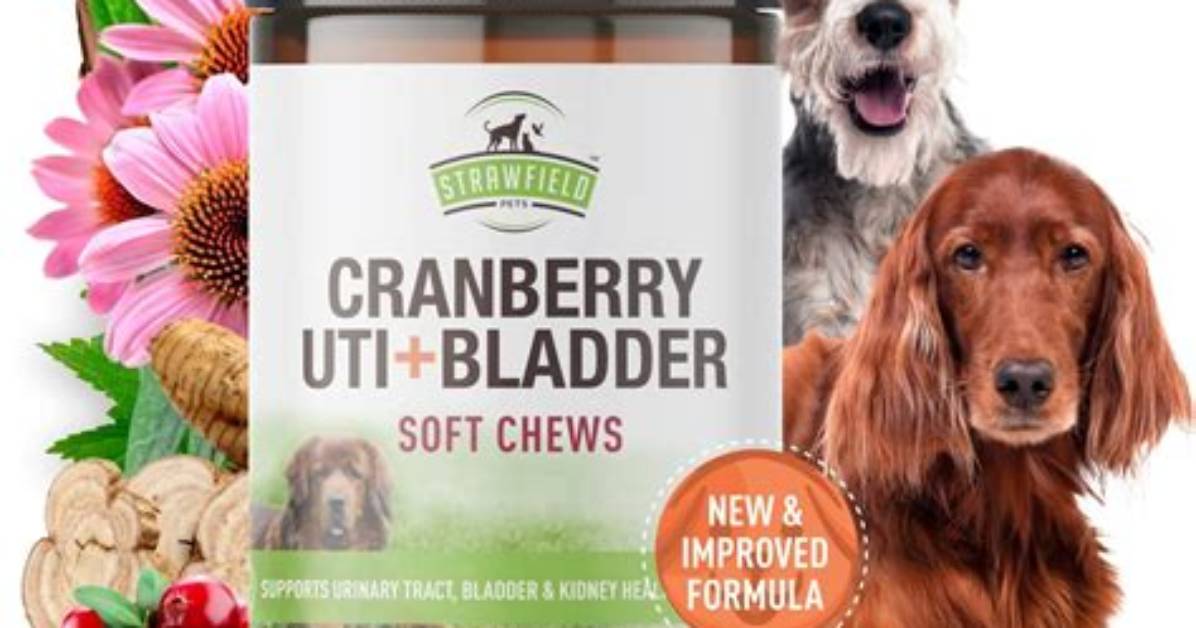 Would Cranberries Help a Dog?