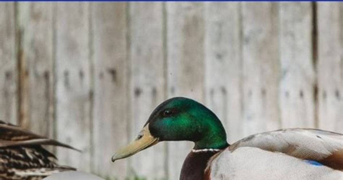 Would Ducks Eat Ticks?