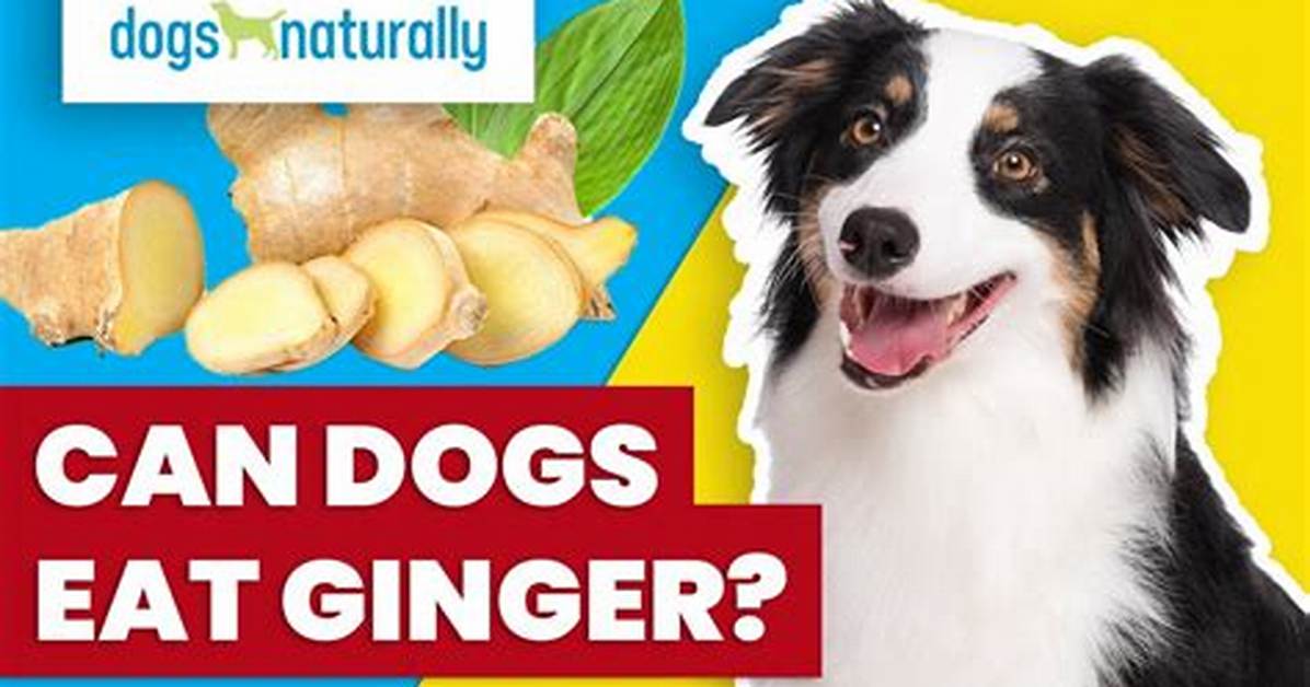 Would Ginger Hurt a Dog?