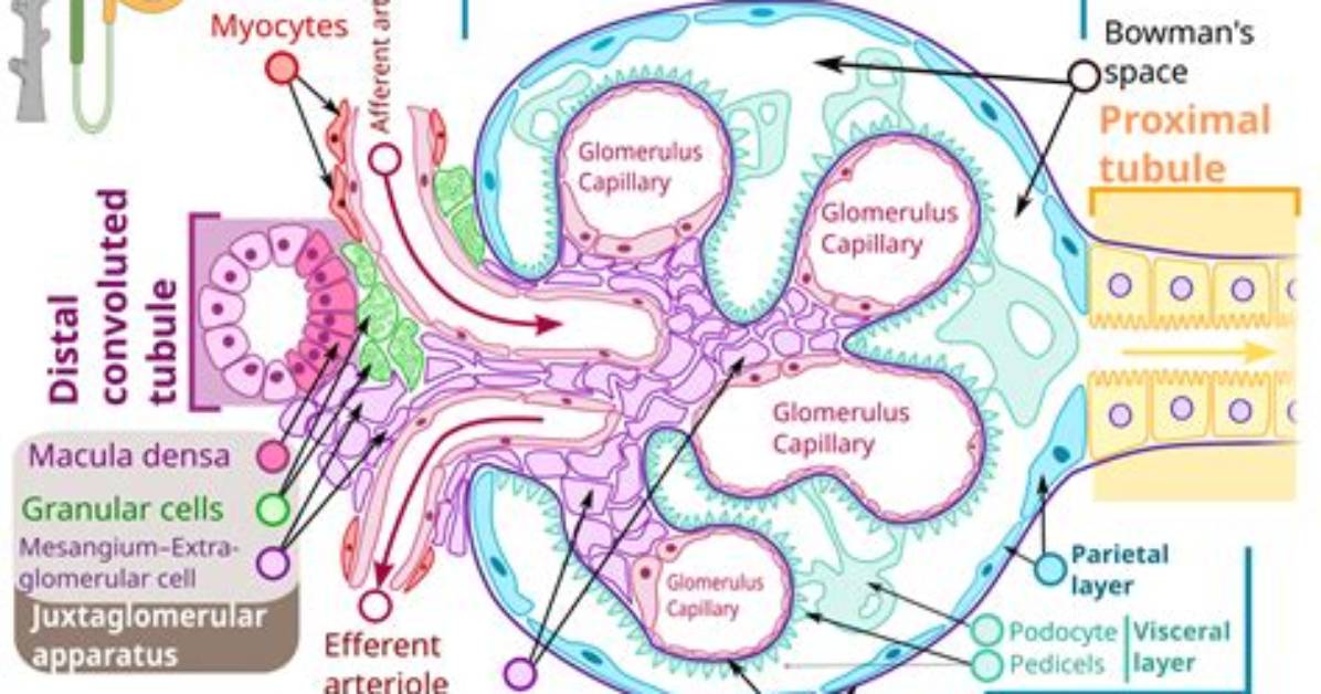 Would Glucose Be Found in the Glomerulus?