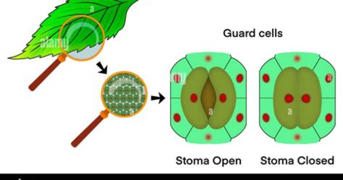 Would Guard Cells Close Stomata?