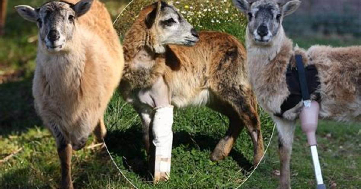 Would Shepherds Break Sheep's Leg?
