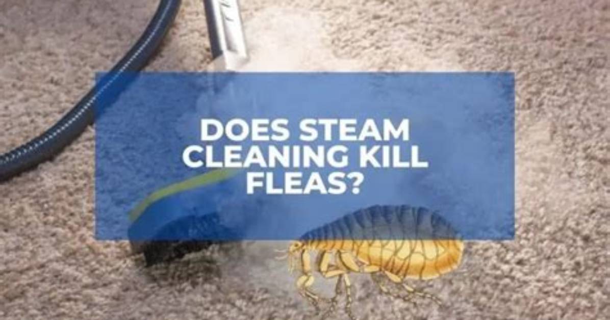 Would Steam Cleaning Kill Fleas?
