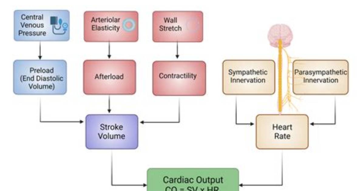 Would Stroke Volume Increase Heart Rate?