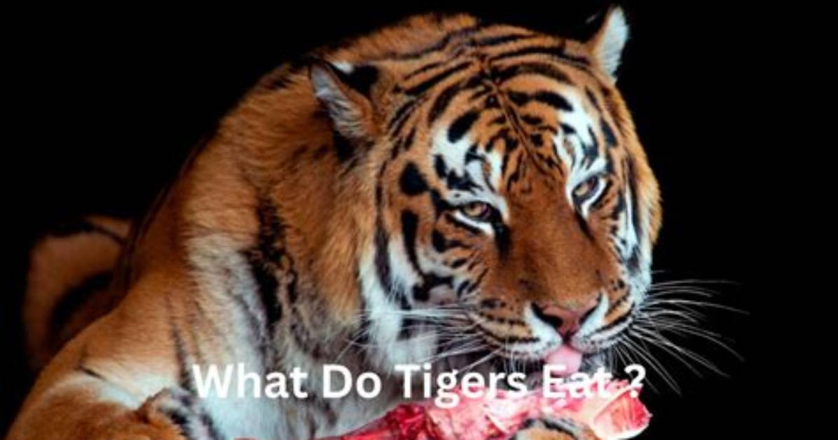 Would Tigers Eat Human Bones?