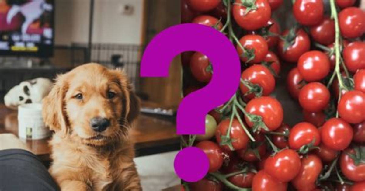 Would Tomatoes Make a Dog Sick?