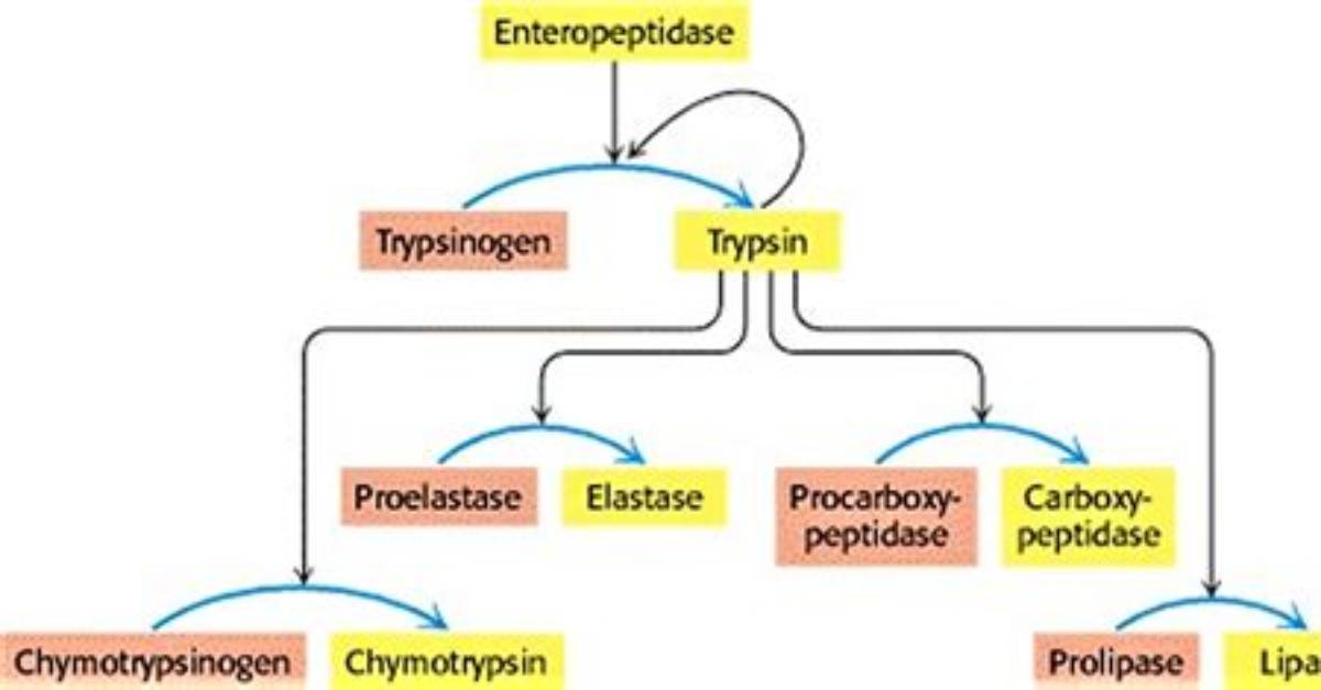 Would Trypsin Function in the Stomach?