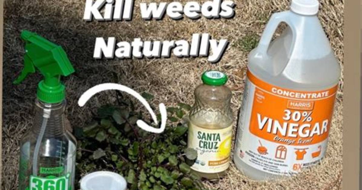 Would Vinegar Kill Weeds?