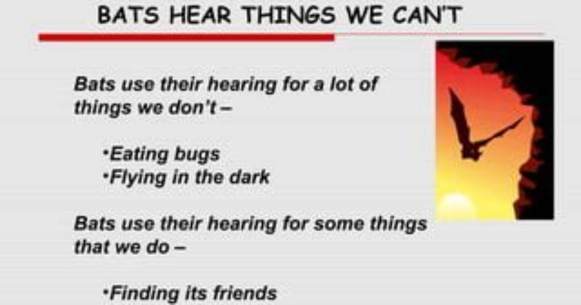 Would We Be Able to Hear Bats?