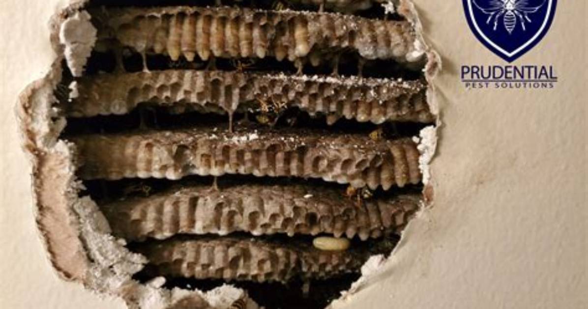 Yellow Jacket Nest in Wall