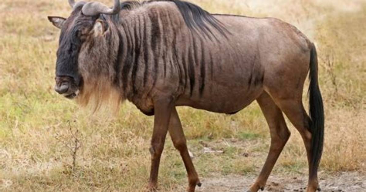 Your Question: Why Is It Called Gnu Linux?
